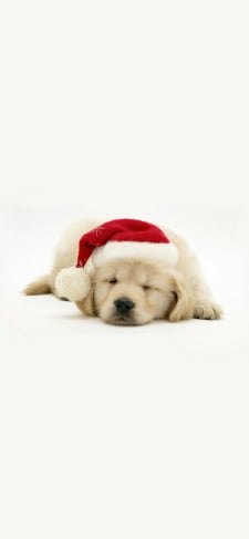 クリスマス / 帽子を被った子犬 / ラブラドールレトリバーのiPhone / スマホ壁紙