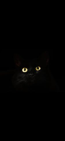 闇にまぎれる黄色い瞳の黒猫のiPhone / スマホ壁紙