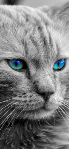 ターコイズブルー色の瞳の灰色の凛々しい猫のiPhone / スマホ壁紙