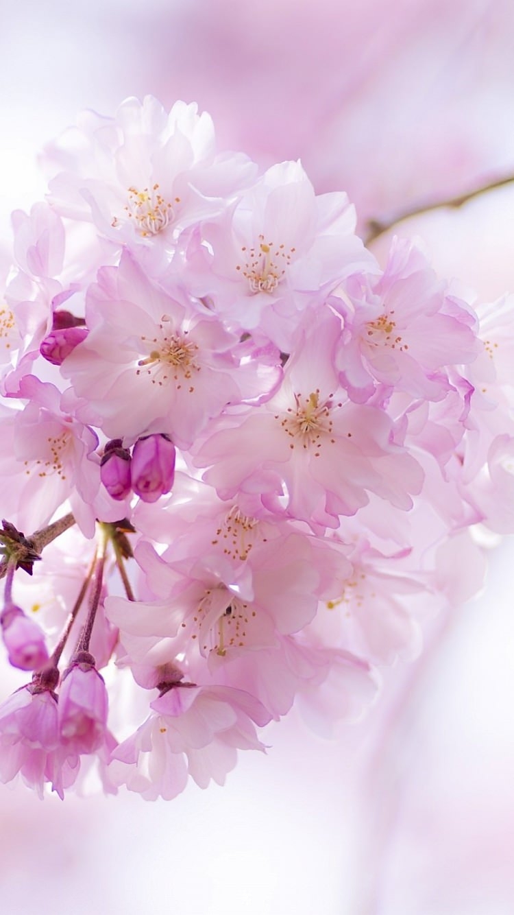 かわいい桜の花と蕾のiphone7壁紙 壁紙キングダム スマホ版