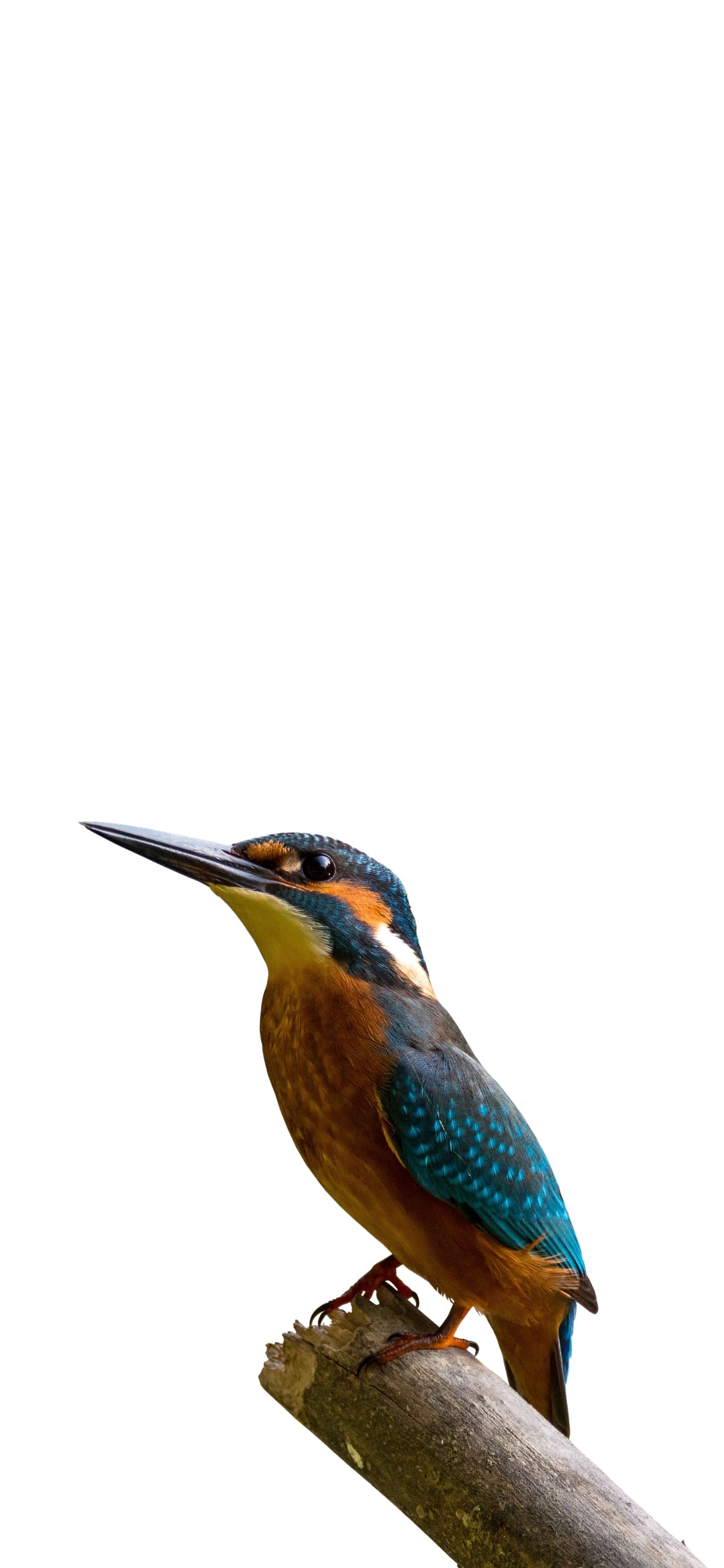 カワセミの1170 x 2532 / スマホ壁紙