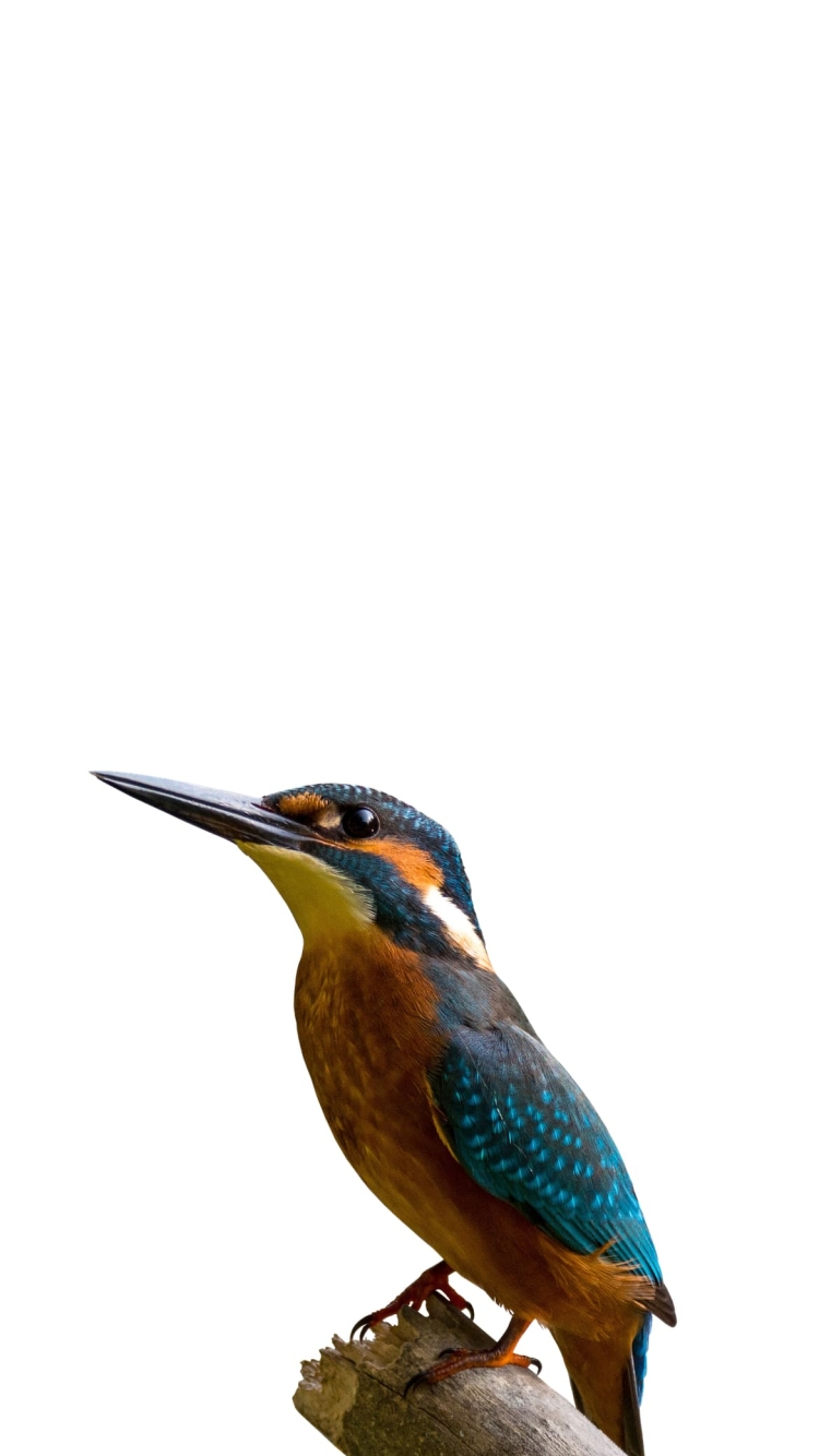 カワセミの750 x 1334 / スマホ壁紙