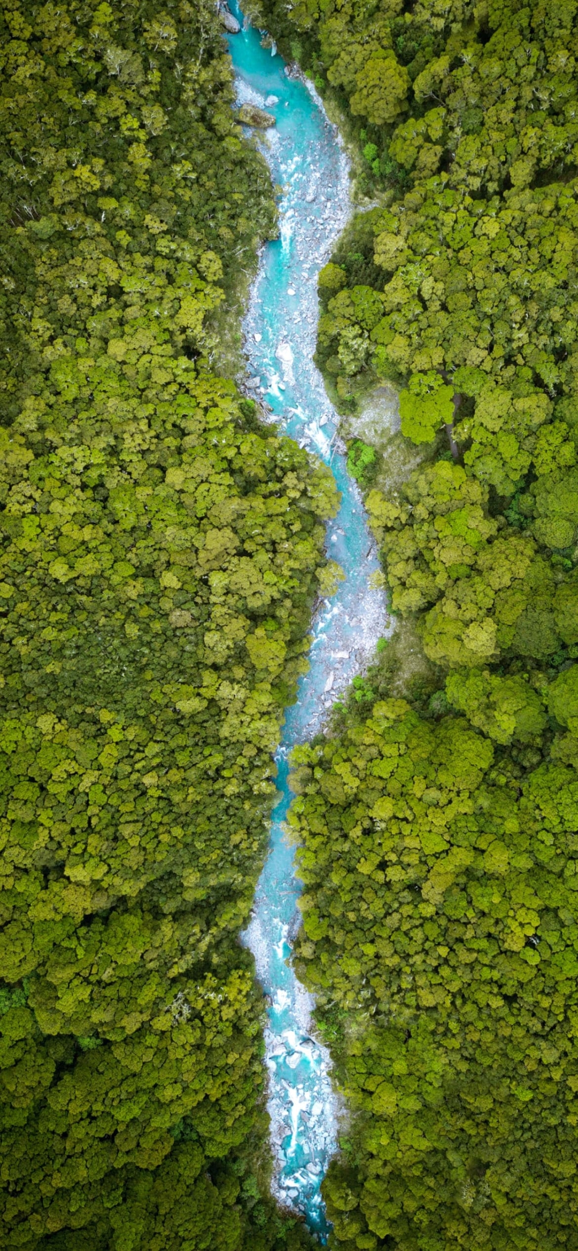 俯瞰視点 ジャングル 木々の流れる川の1170 x 2532 / スマホ壁紙