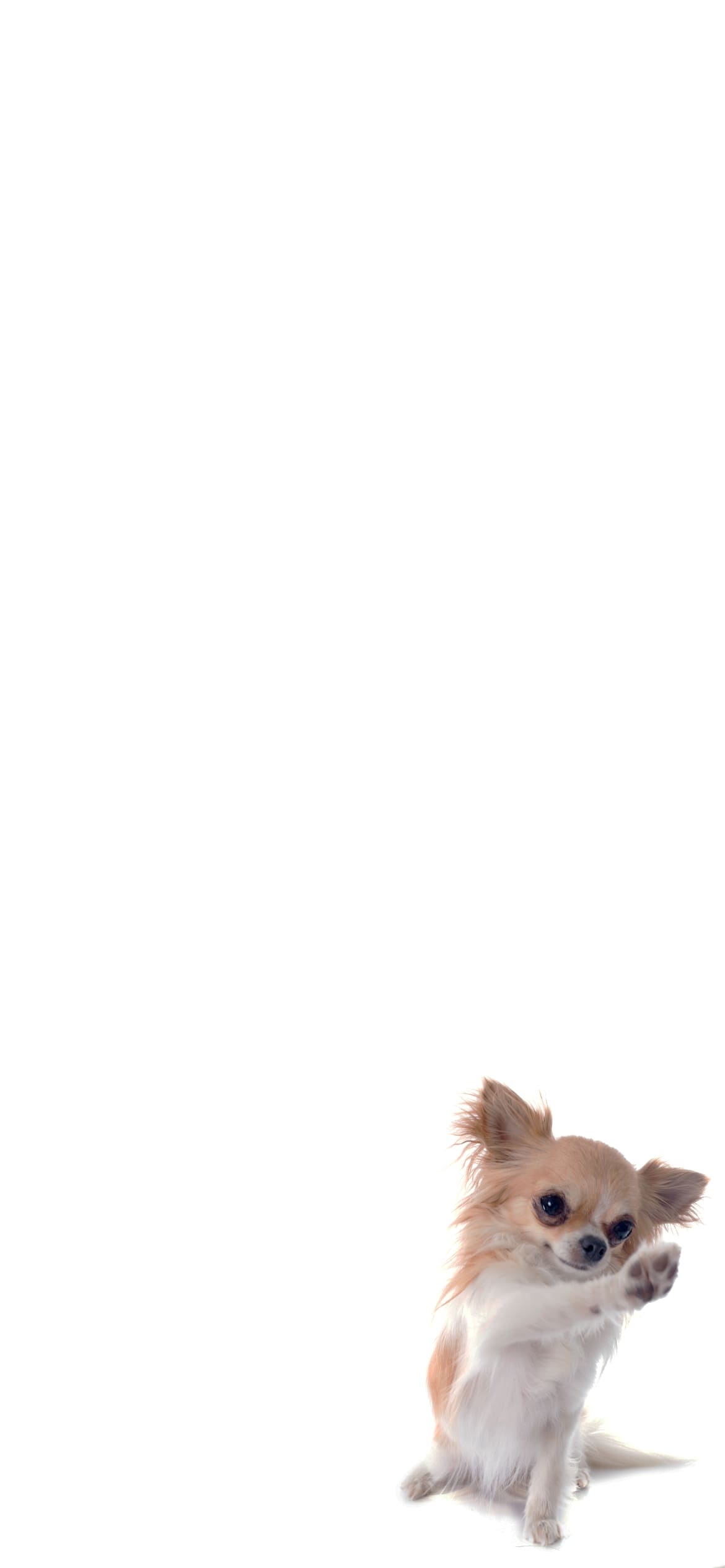チワワ 犬の1170 x 2532 / スマホ壁紙