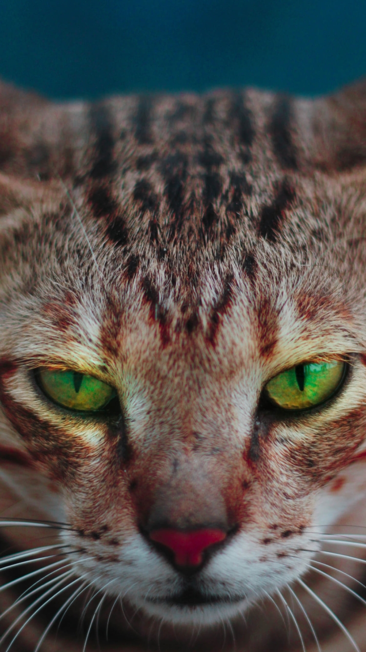 綺麗な緑の瞳の雄猫の750 x 1334 / スマホ壁紙