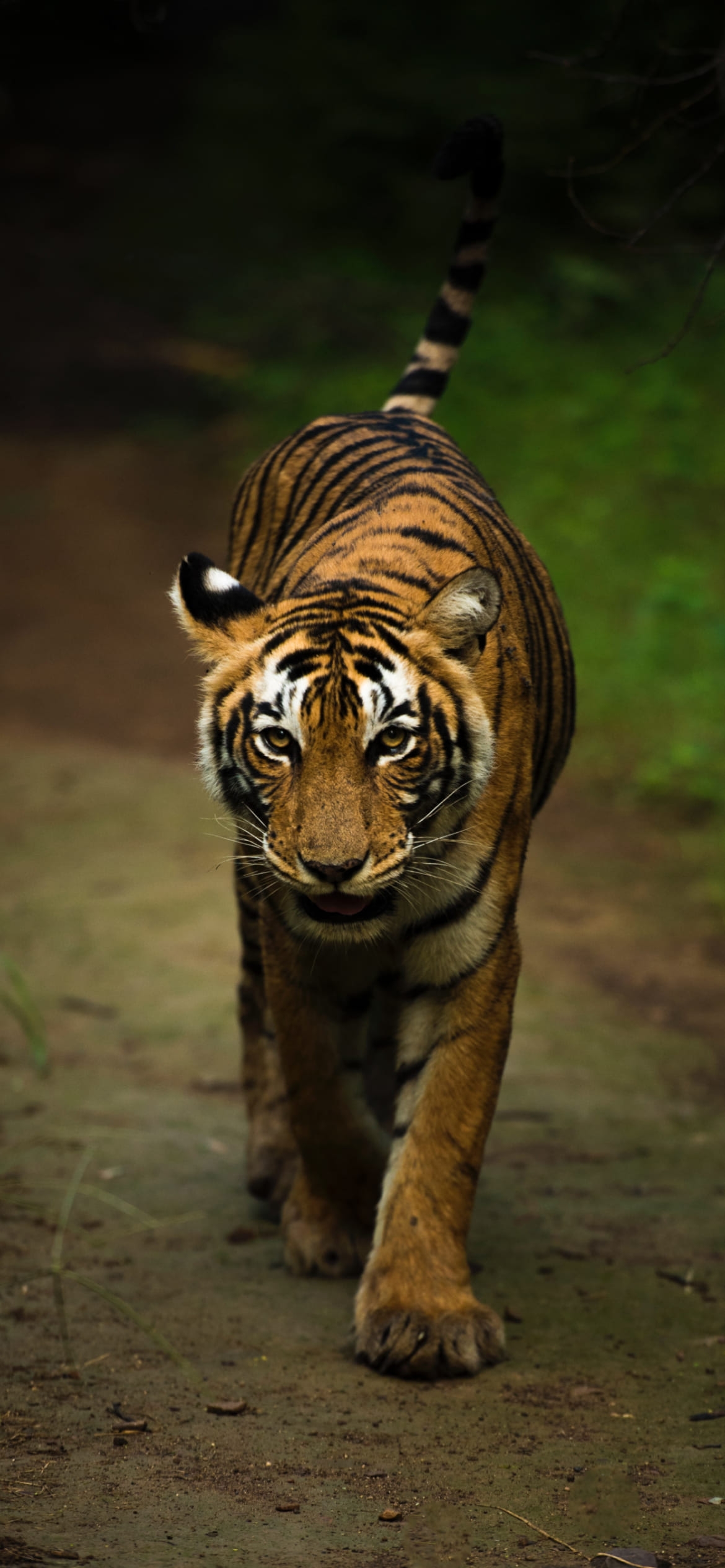 インド ランザンボア国立公園の虎の1170 x 2532 / スマホ壁紙