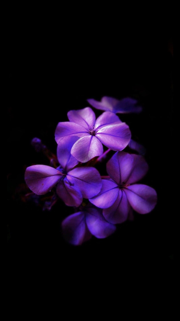 綺麗な紫のグラデーションの花の750 x 1334 / スマホ壁紙