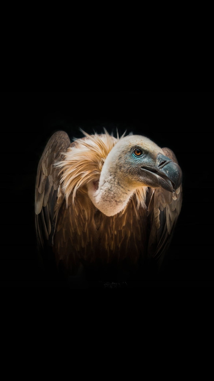 ハゲワシの750 x 1334 / スマホ壁紙