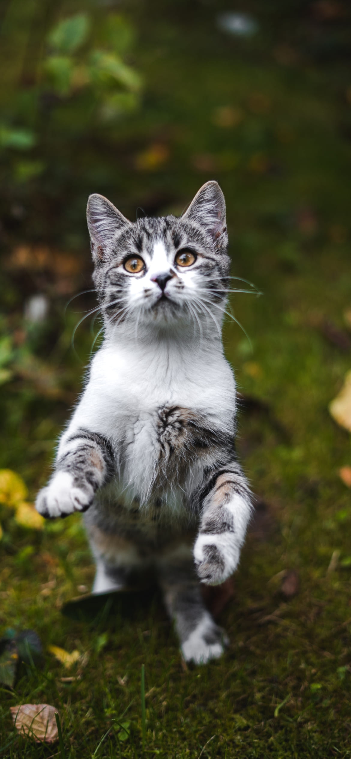 後ろ脚で立つ灰色の猫の1170 x 2532 / スマホ壁紙