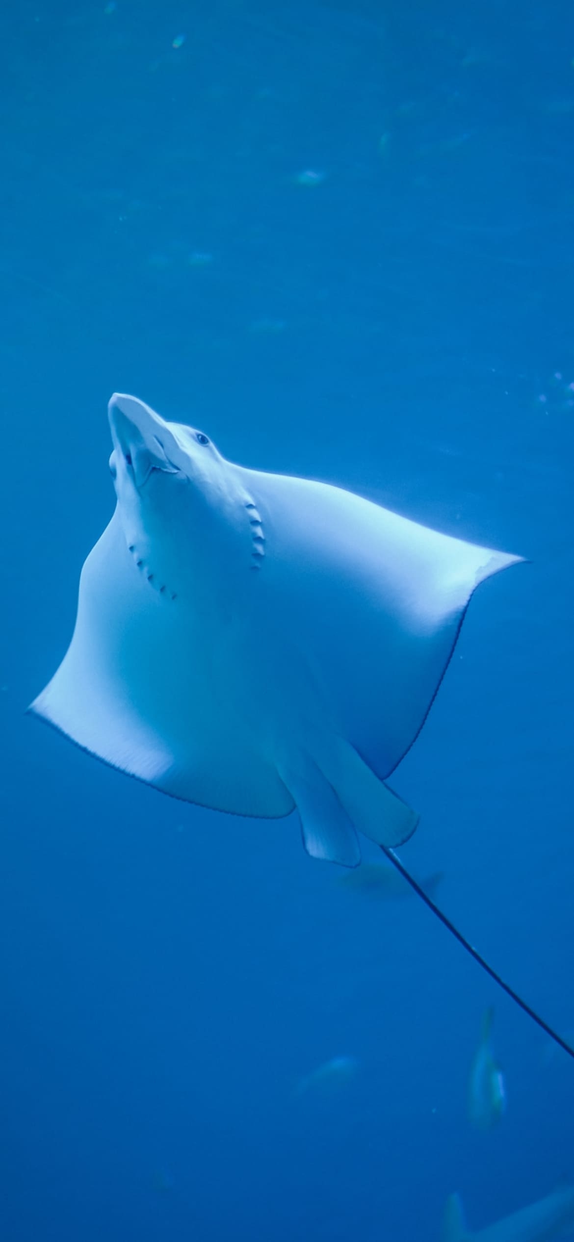 でっかいマンタの1170 x 2532 / スマホ壁紙