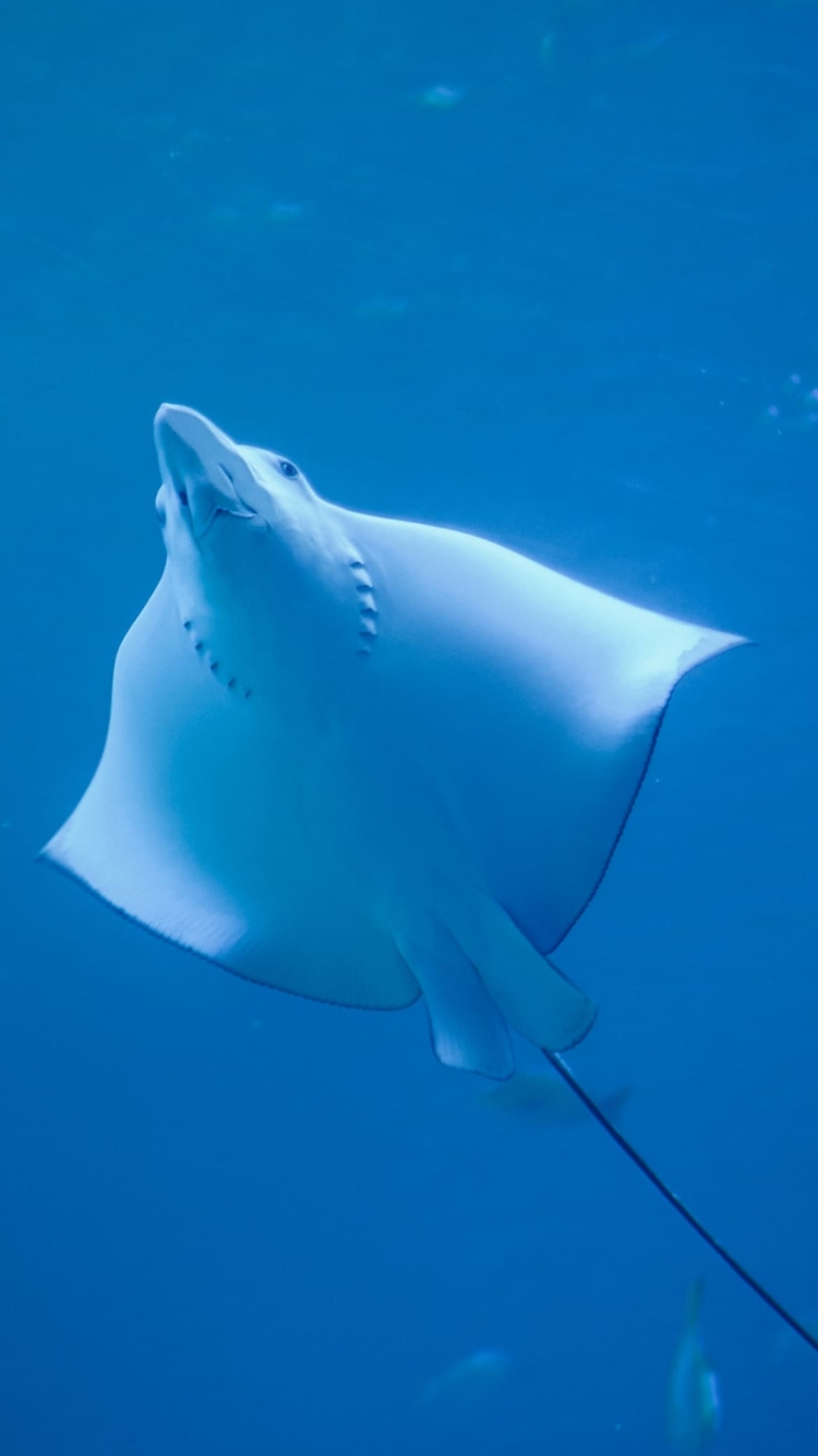 でっかいマンタの750 x 1334 / スマホ壁紙