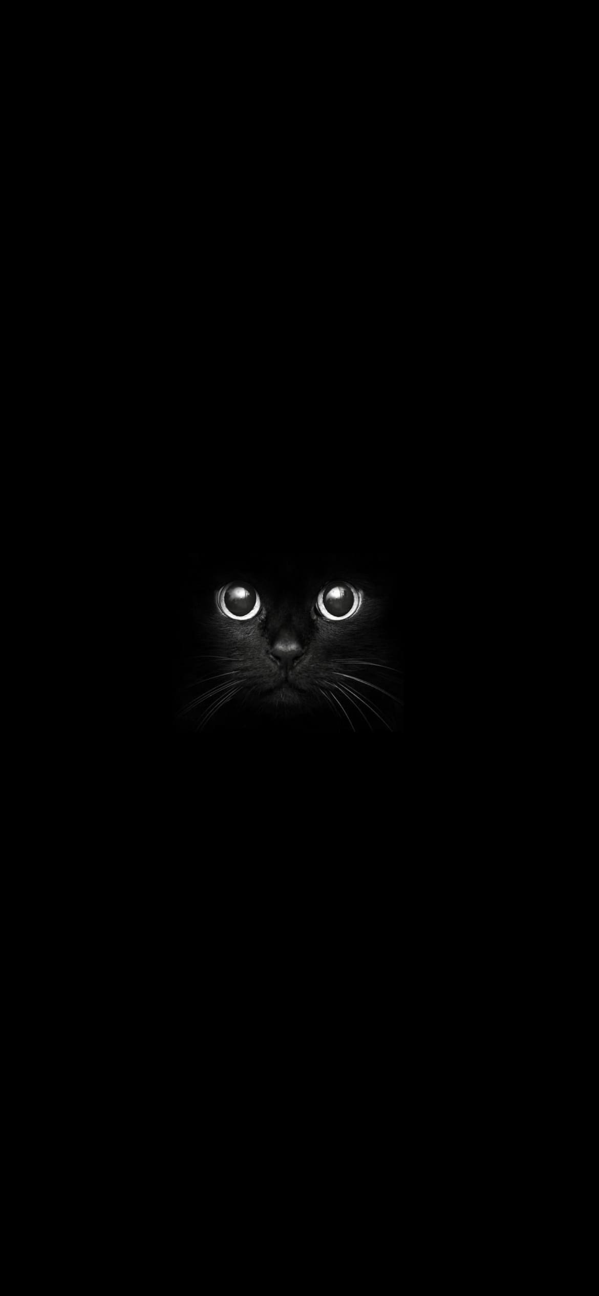 暗闇の中の黒猫の1170 x 2532 / スマホ壁紙