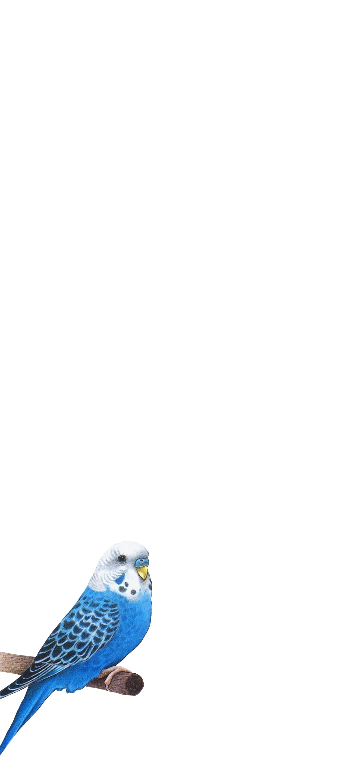 インコの1170 x 2532 / スマホ壁紙