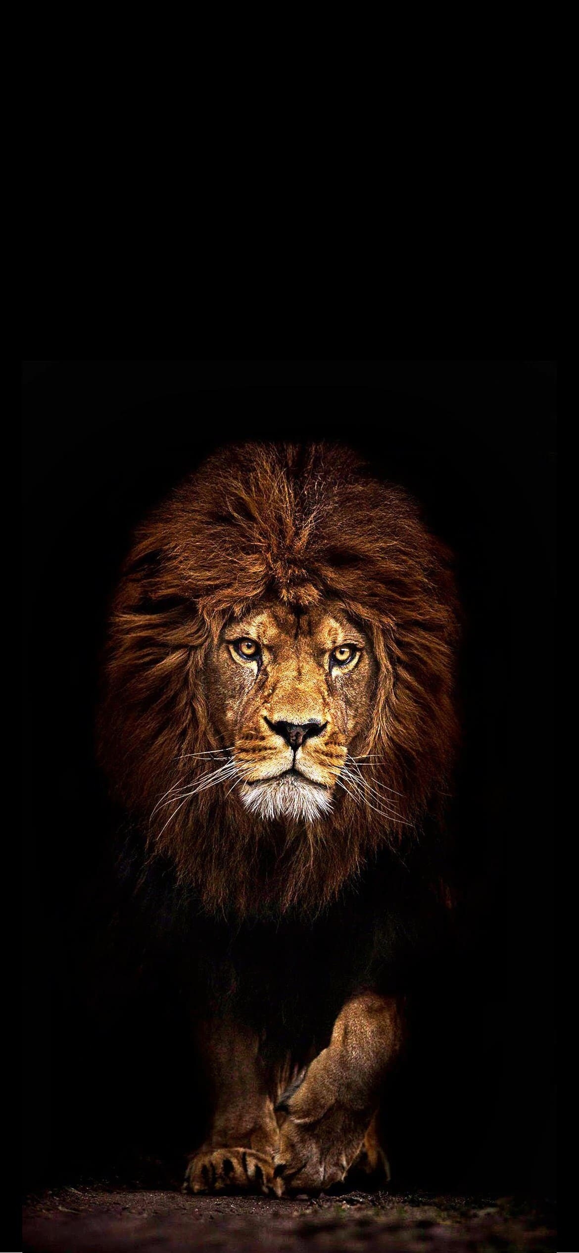 百獣の王 かっこいいライオンの1170 x 2532 / スマホ壁紙