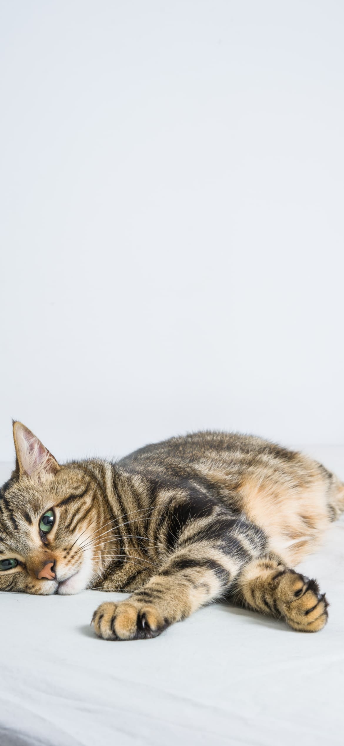 ベッドの上でくつろぐ猫の1170 x 2532 / スマホ壁紙