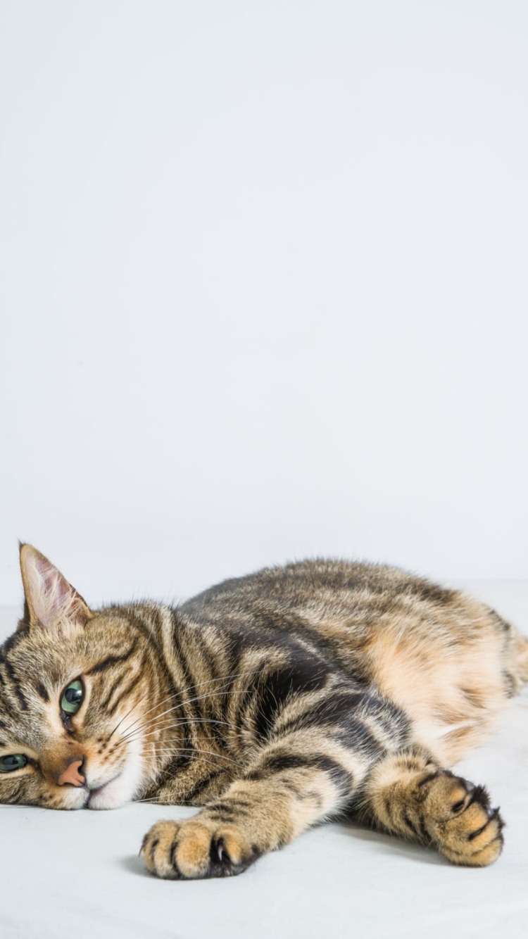 ベッドの上でくつろぐ猫の750 x 1334 / スマホ壁紙