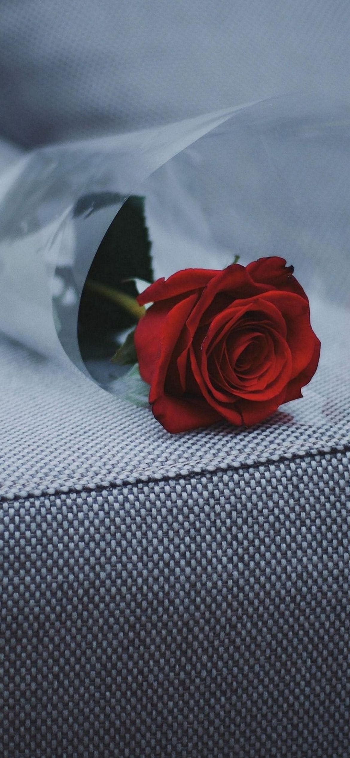 椅子の上の赤い薔薇の1170 x 2532 / スマホ壁紙