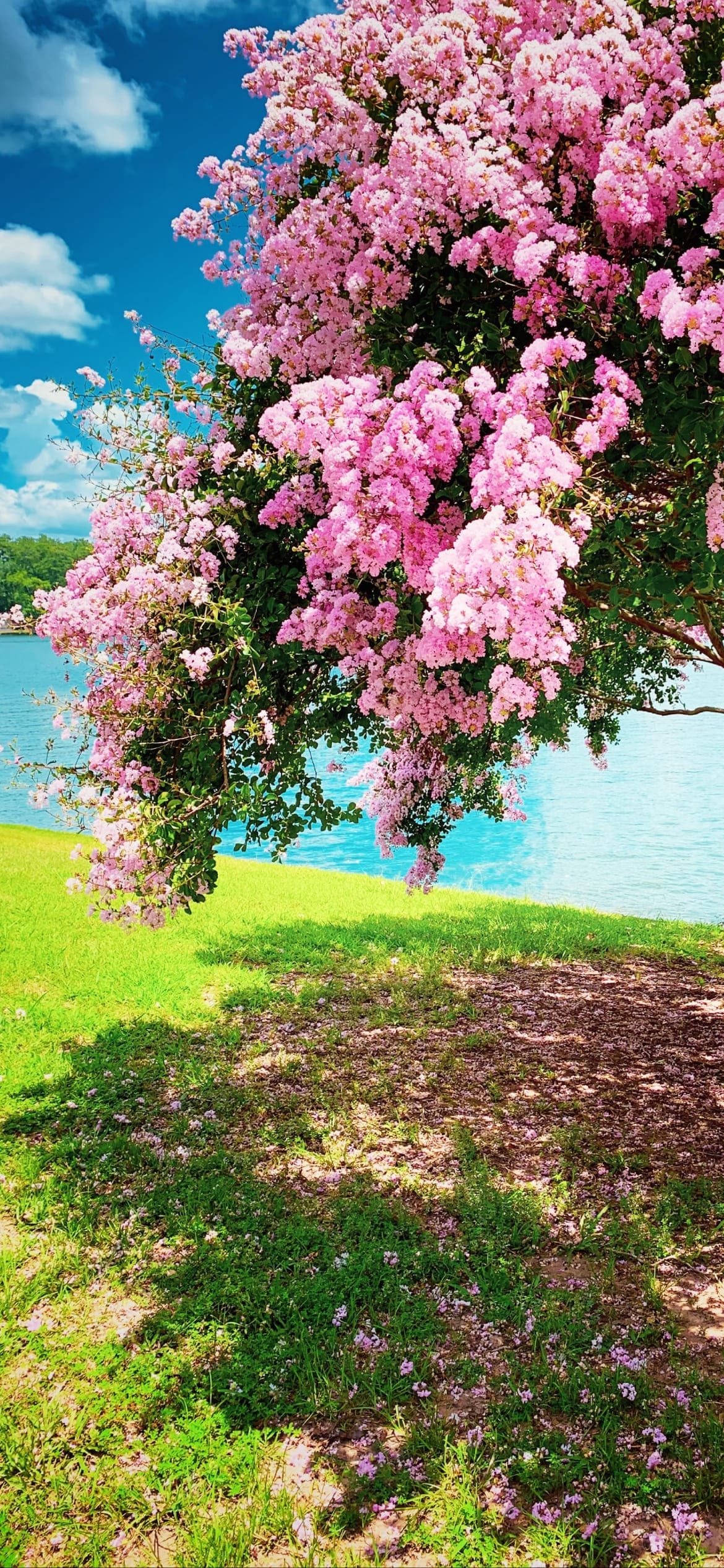 湖畔近くの綺麗な桜の1170 x 2532 / スマホ壁紙