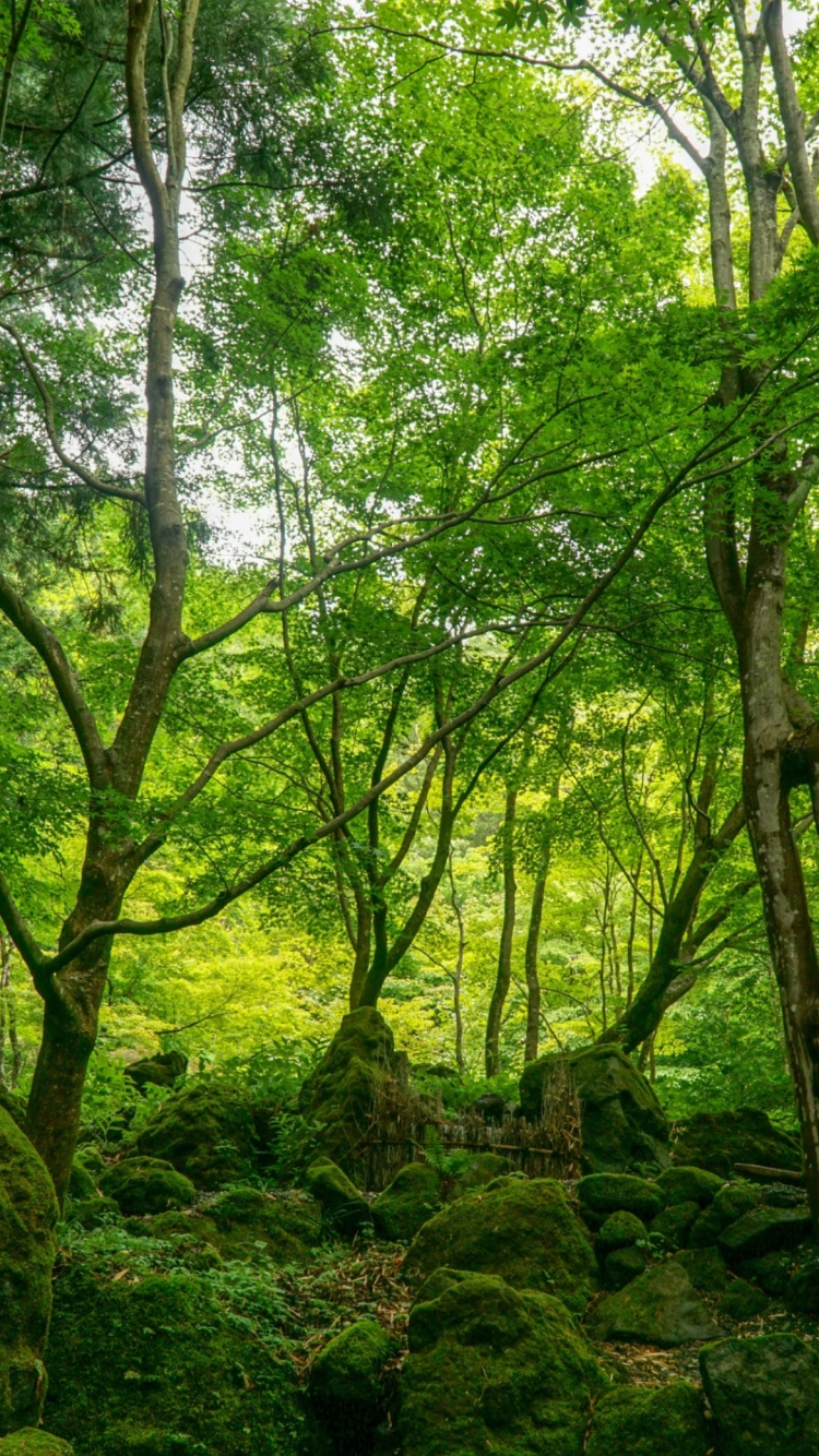 屋久島 緑 苔むした土地の750 x 1334 / スマホ壁紙