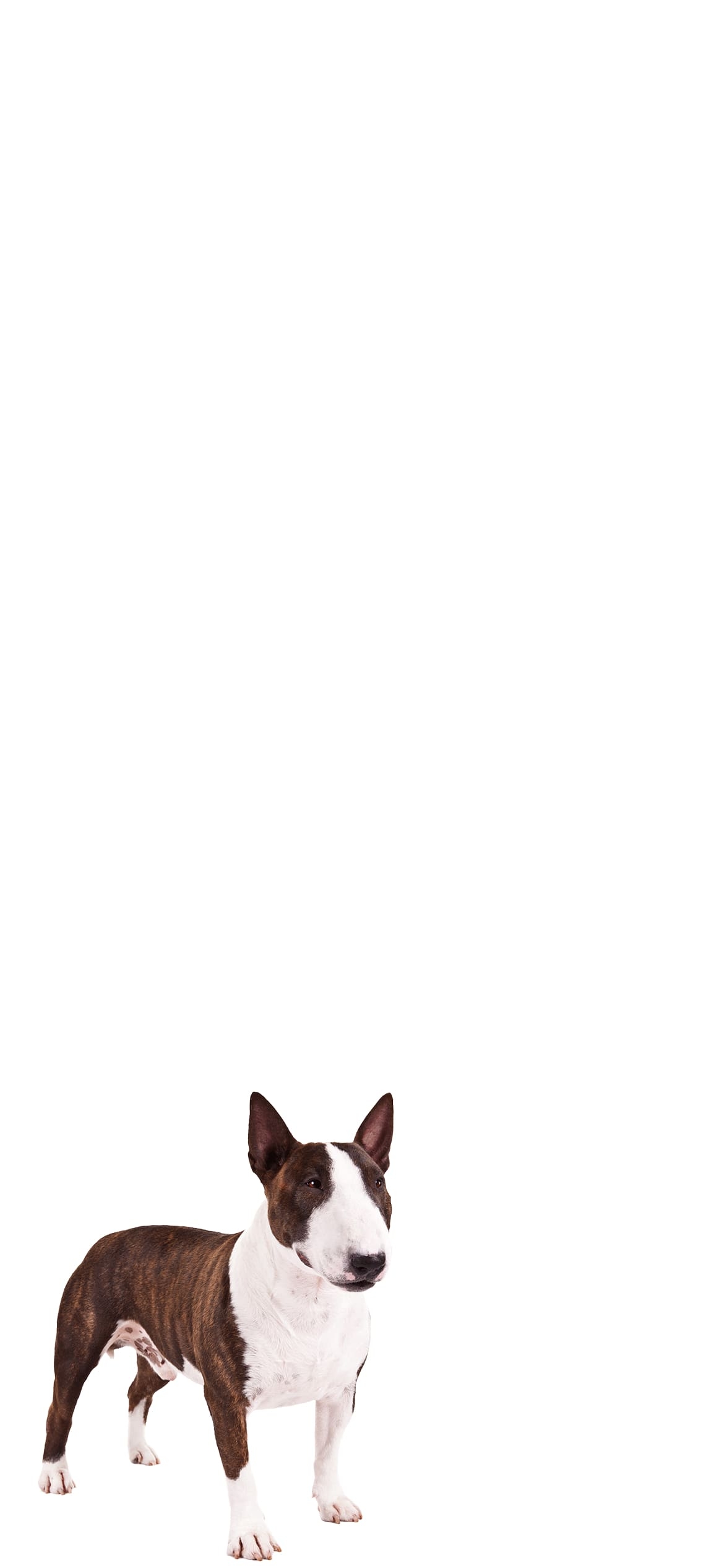 ブル・テリア 犬の1170 x 2532 / スマホ壁紙