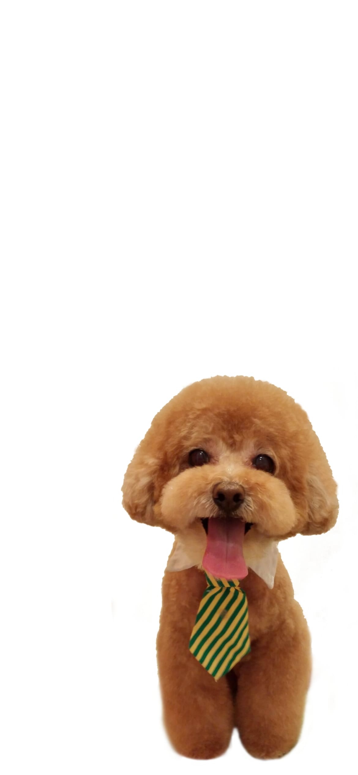 トイプードル 犬の1170 x 2532 / スマホ壁紙