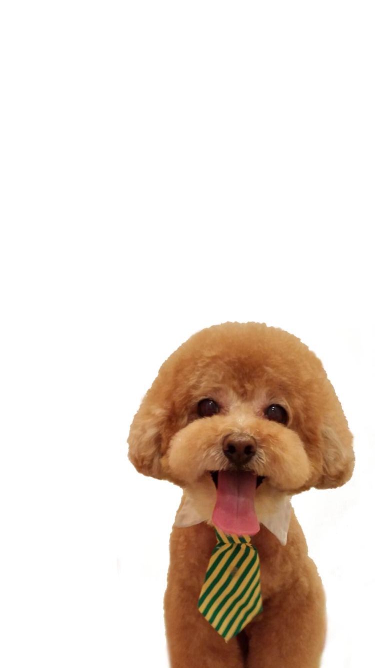トイプードル 犬の750 x 1334 / スマホ壁紙