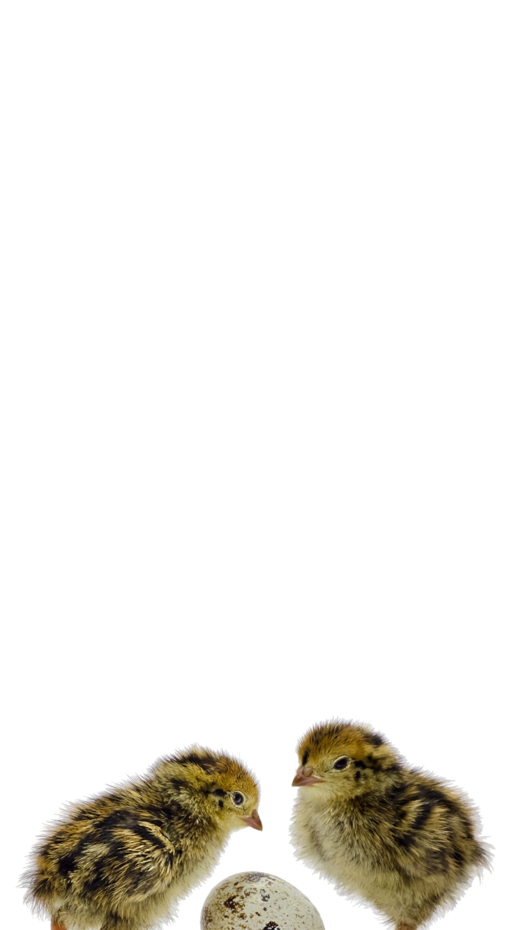 ウズラ ウズラの卵の750 x 1334 / スマホ壁紙