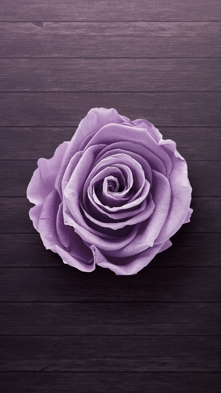 茶色のフロアー 薄い紫の薔薇の750 x 1334 / スマホ壁紙