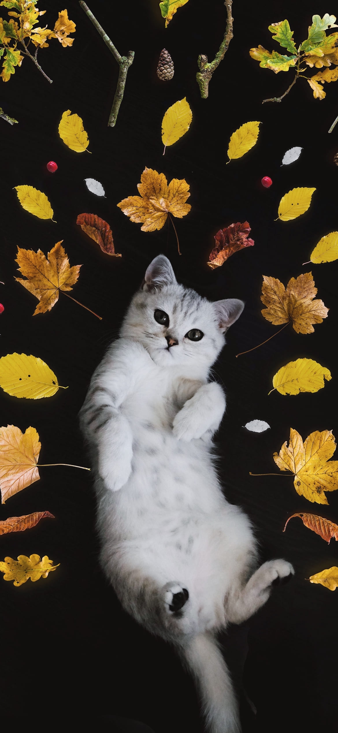 寝そべる猫と落ち葉の1170 x 2532 / スマホ壁紙