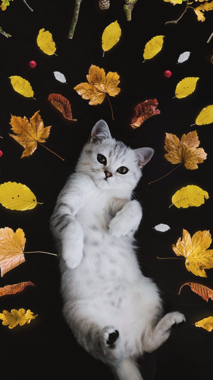 寝そべる猫と落ち葉の750 x 1334 / スマホ壁紙