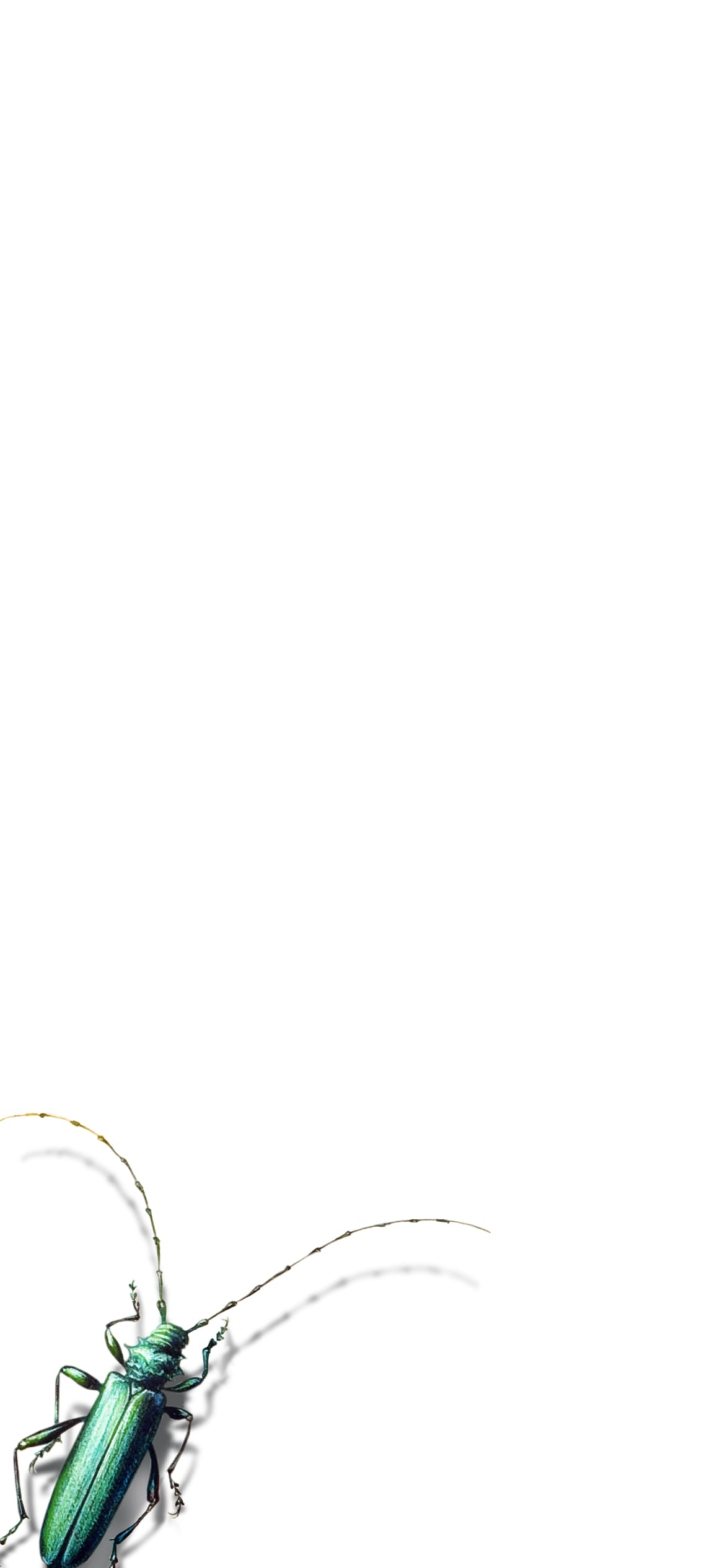 カミキリムシの1170 x 2532 / スマホ壁紙