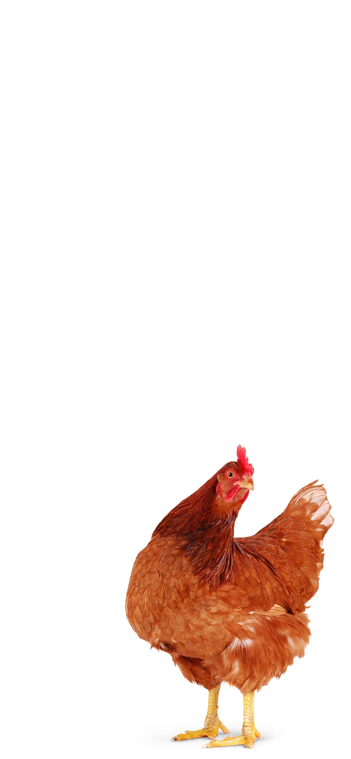 ニワトリの1170 x 2532 / スマホ壁紙