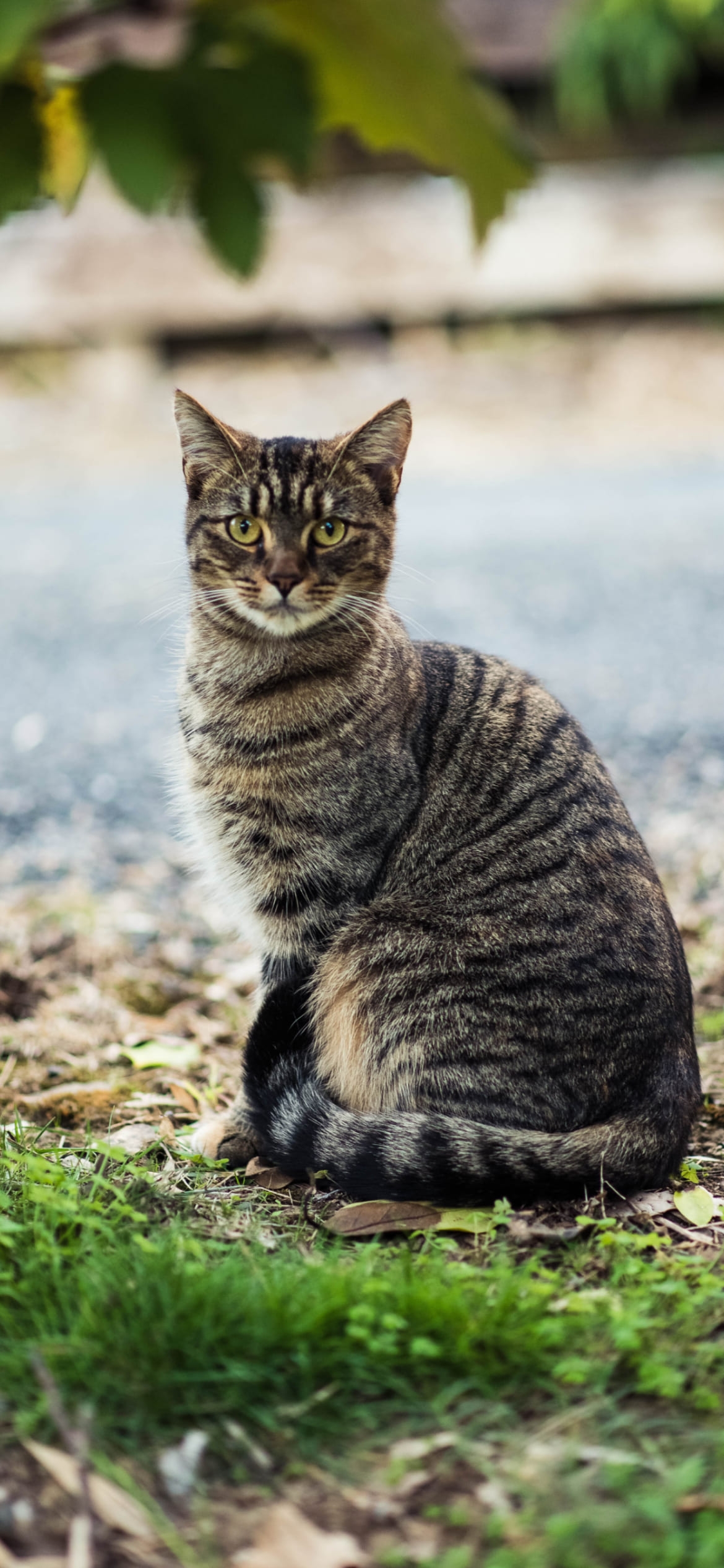 こっちを見つめる野良猫の1170 x 2532 / スマホ壁紙
