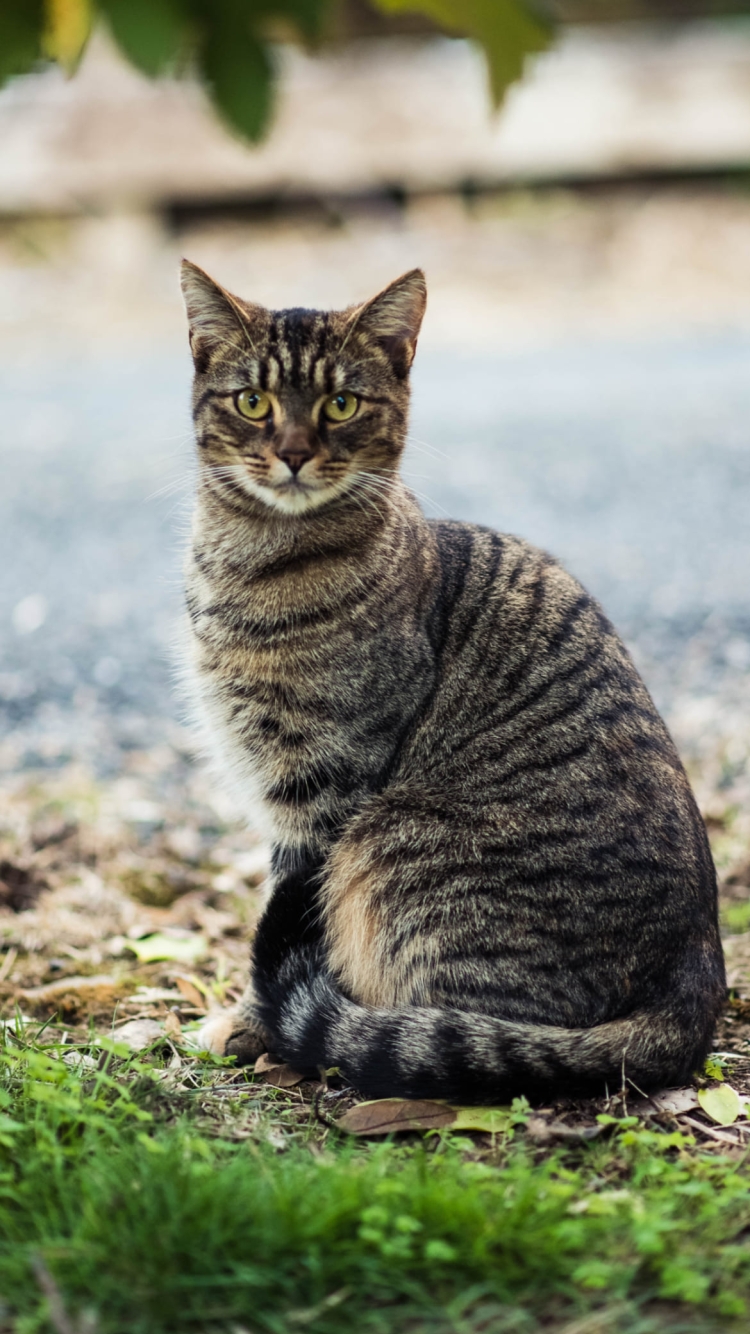 こっちを見つめる野良猫の750 x 1334 / スマホ壁紙