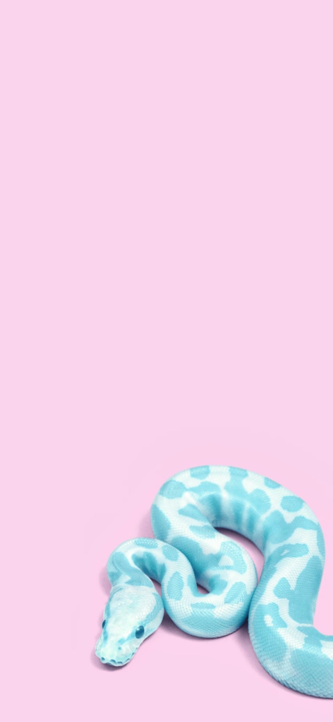 綺麗な青い蛇 パイソンの1170 x 2532 / スマホ壁紙