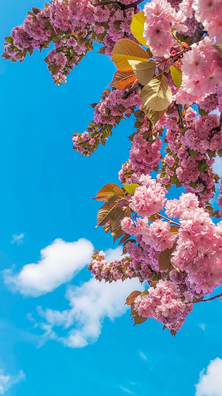 綺麗な青空とピンクの八重桜の750 x 1334 / スマホ壁紙
