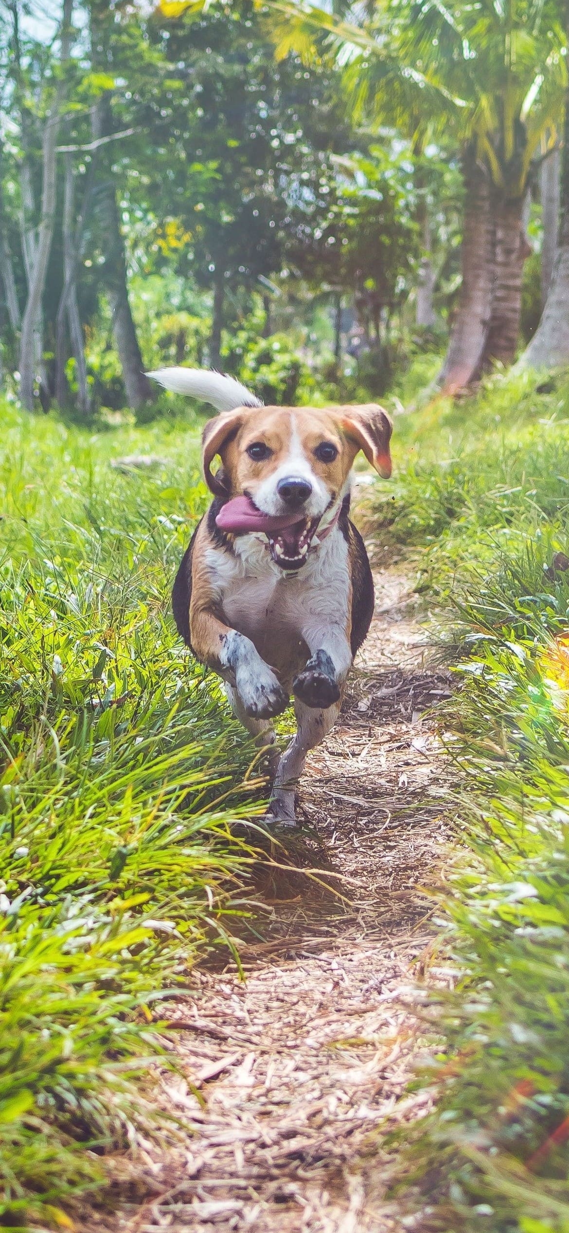 舌を出して走る犬の1170 x 2532 / スマホ壁紙