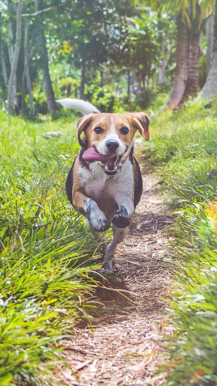 舌を出して走る犬の750 x 1334 / スマホ壁紙