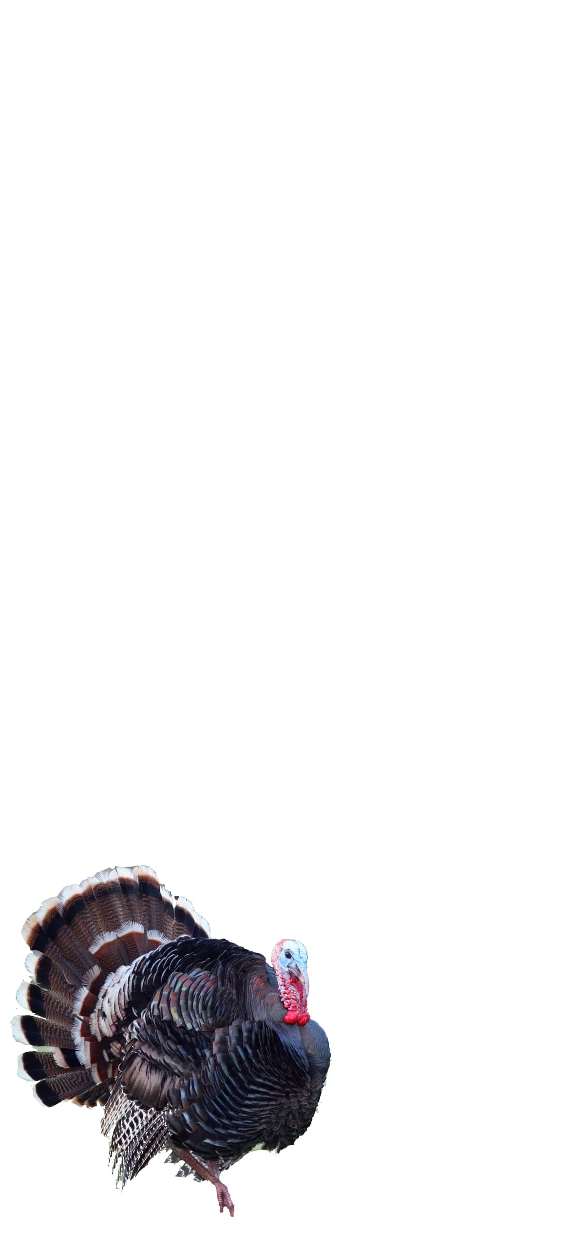 シチメンチョウの1170 x 2532 / スマホ壁紙