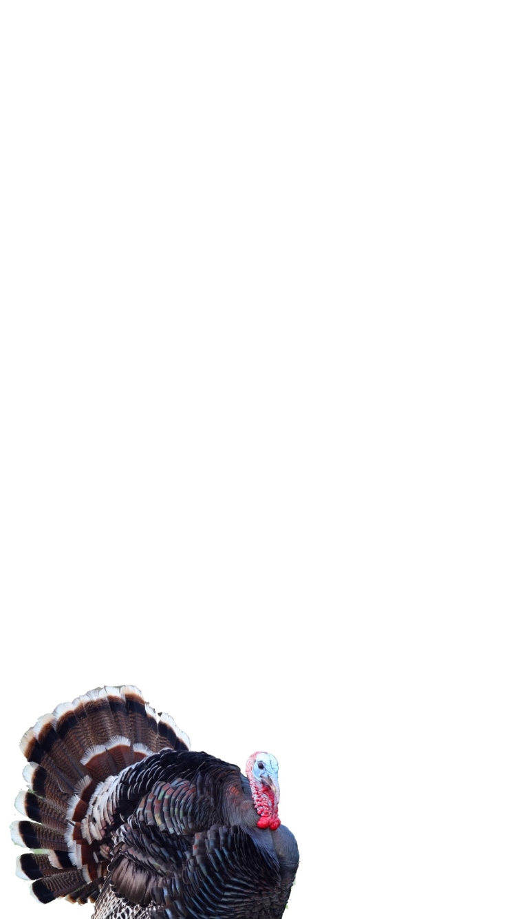シチメンチョウの750 x 1334 / スマホ壁紙