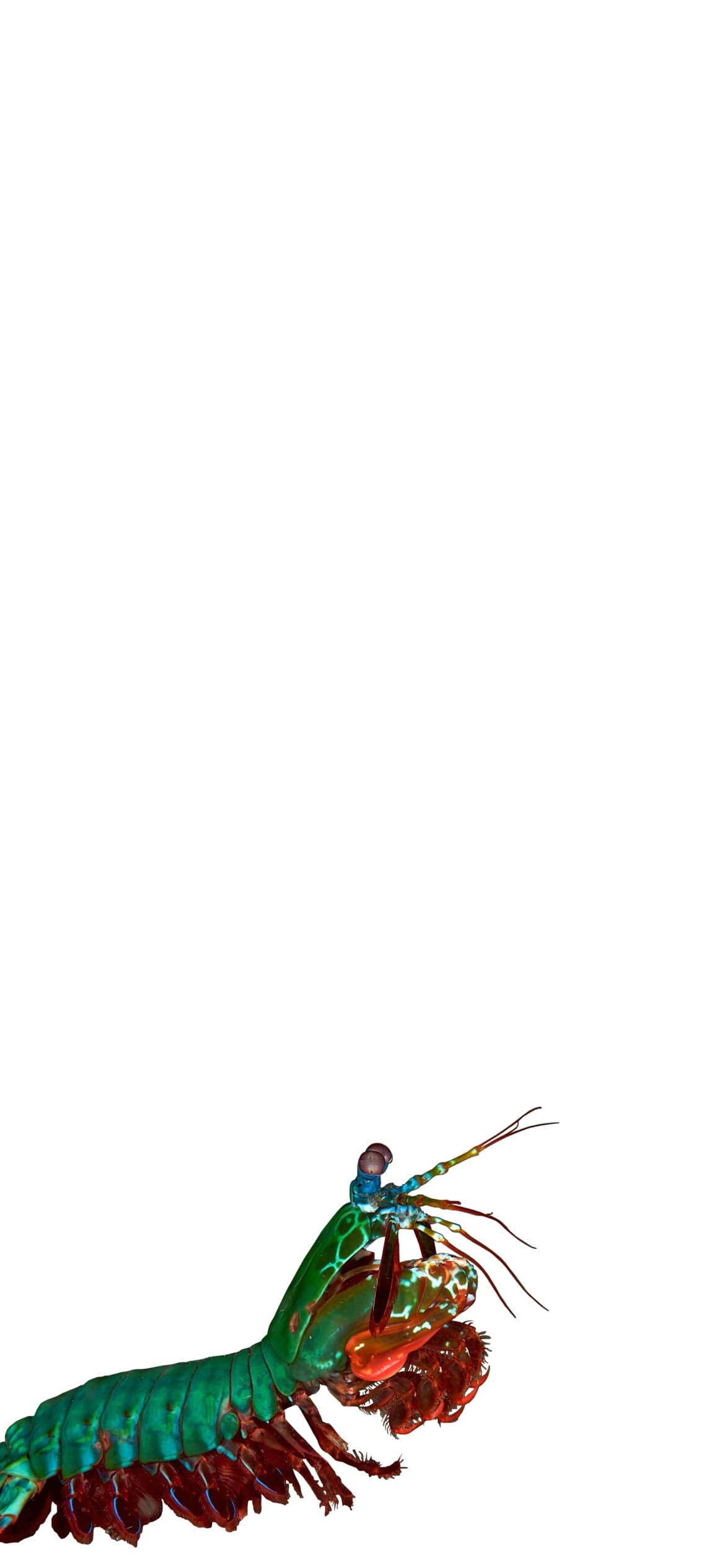 ジャコの1170 x 2532 / スマホ壁紙