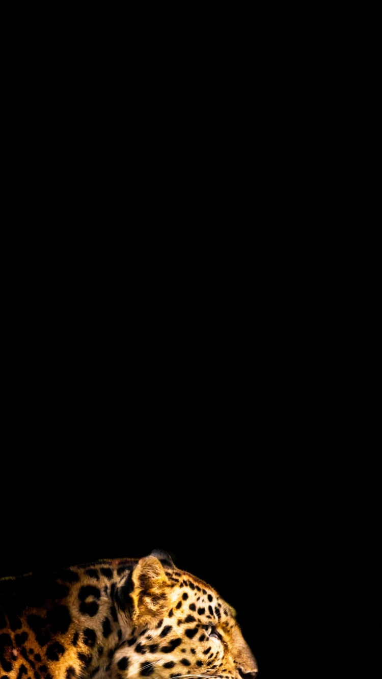 横向きの豹の750 x 1333 / スマホ壁紙