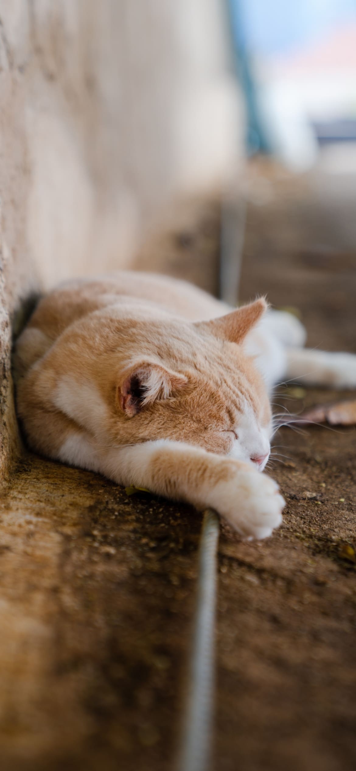地面に寝ている野良猫の1170 x 2532 / スマホ壁紙