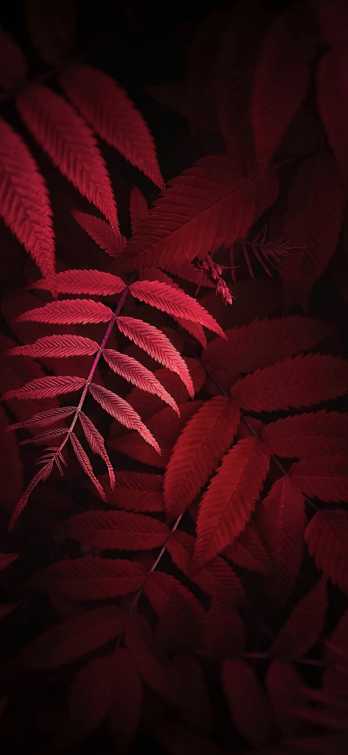 綺麗な赤色の葉の1170 x 2532 / スマホ壁紙