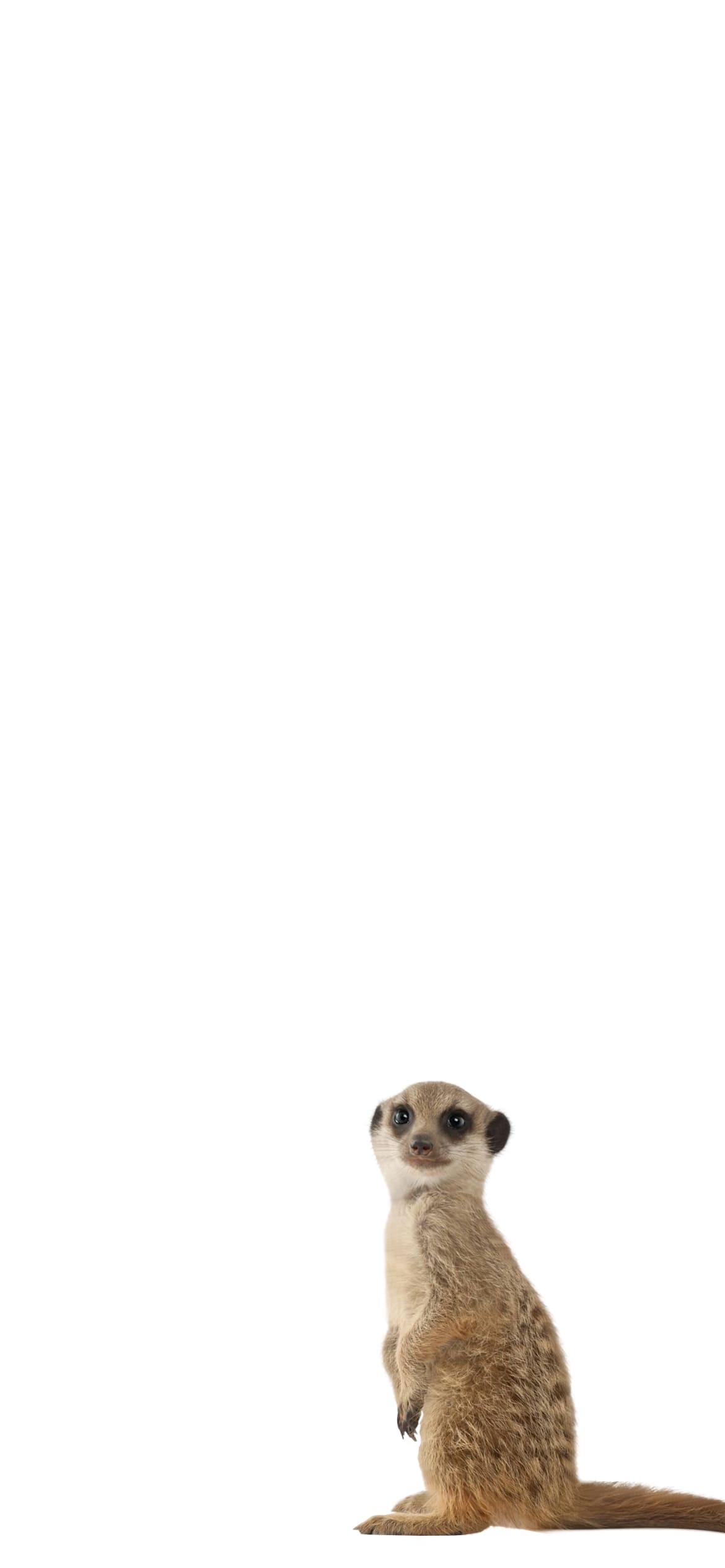 ミーアキャットの1170 x 2532 / スマホ壁紙