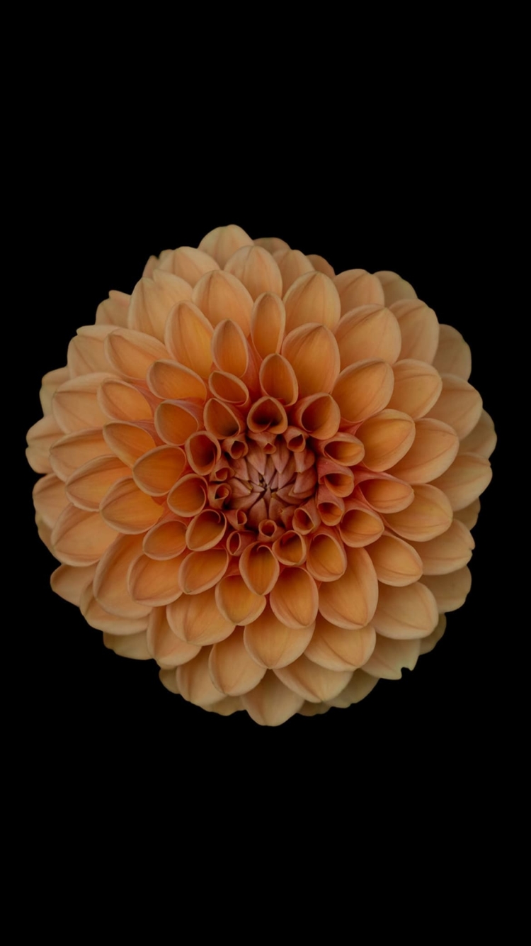 オレンジ 綺麗な花の750 x 1334 / スマホ壁紙