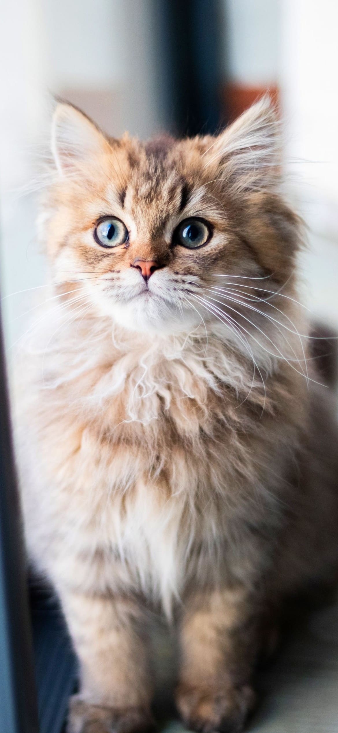 凛とした表情の猫 茶色の1170 x 2532 / スマホ壁紙