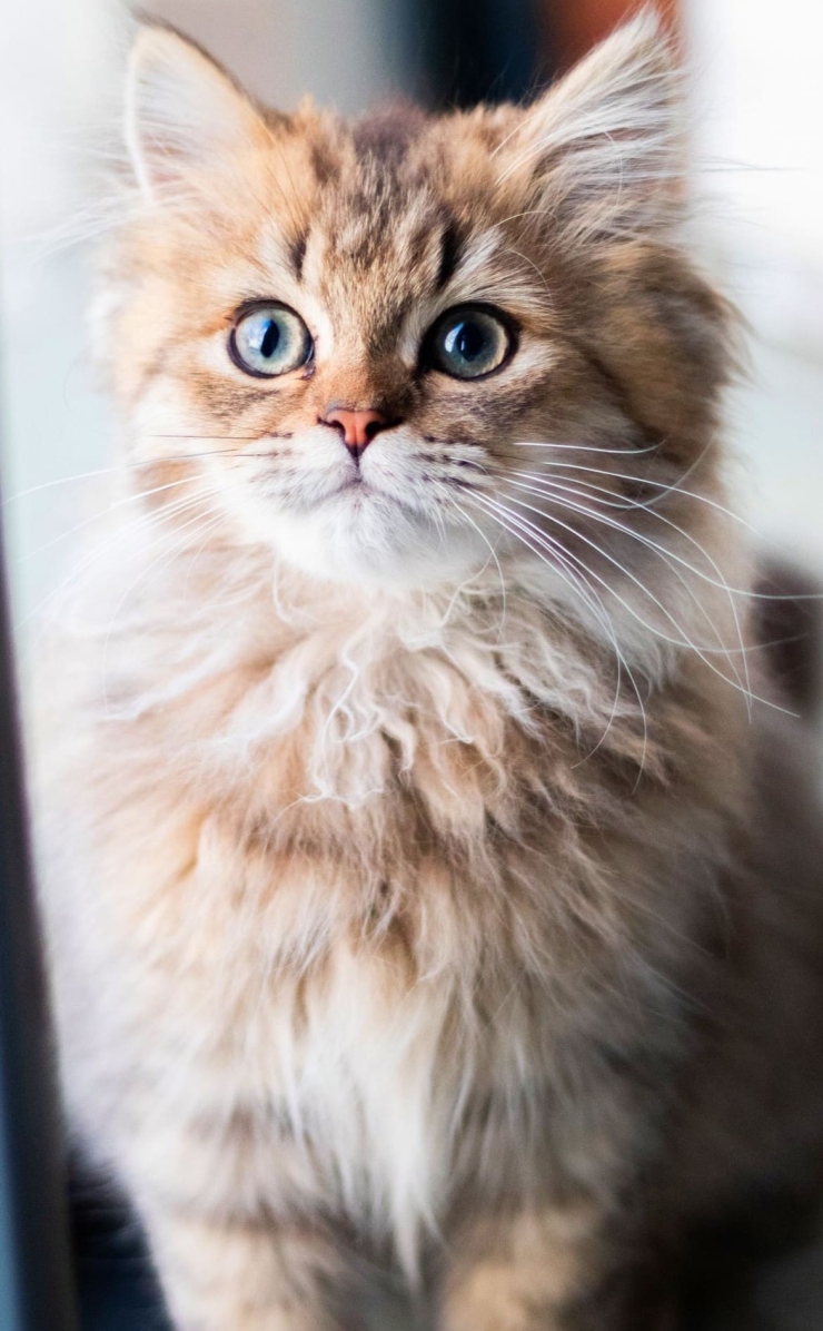 凛とした表情の猫 茶色の740 x 1196 / スマホ壁紙
