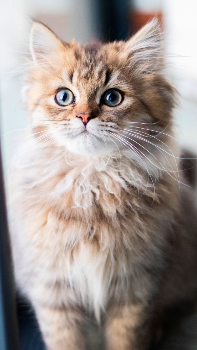 凛とした表情の猫 茶色のiphone8 Iphone Se 第2世代 第3世代 用のスマホ壁紙 壁紙キングダム