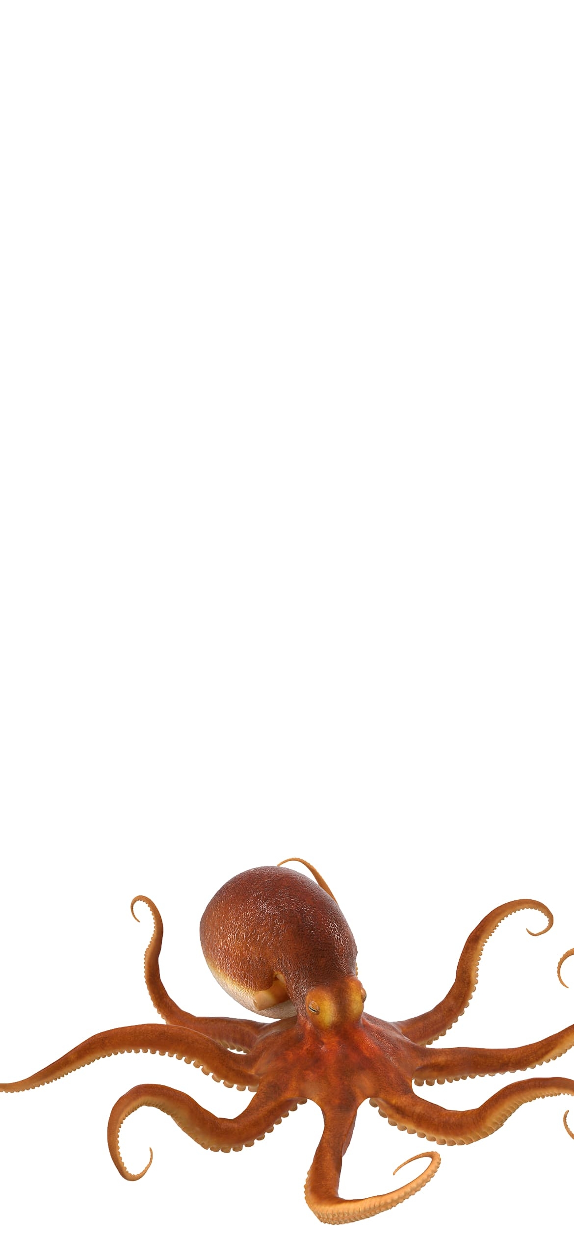 タコの1170 x 2532 / スマホ壁紙